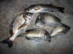 【夜の南芦屋浜で良型チヌも！！】南芦屋浜