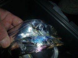 夜の兵突７０cmのタチウオ！