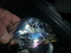 夜の兵突７０cmのタチウオ！