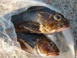 【今日も青物♪♪】南芦屋浜リアルタイム