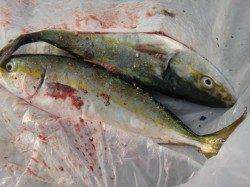 【今日も青物♪♪】南芦屋浜リアルタイム