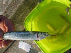 朝の空港のカワハギ、カマス、タチウオも！