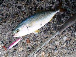 沖向きではツバス♪　泉大津RT　22日あさ