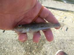 せせらぎ公園のハゼ！.ぼちぼちスタートです…