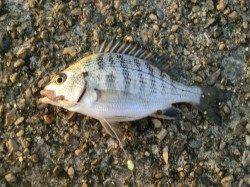 せせらぎ公園のハゼ！.ぼちぼちスタートです♪