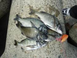 ホクシン前テトラで荒食い！！