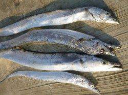 神戸にタチウオの群! 空港4連発