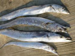 神戸にタチウオの群！　空港４連発