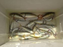 お昼は橋下が涼しい！】南芦屋浜