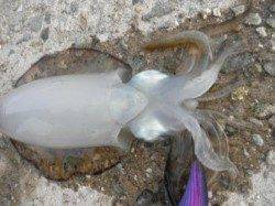 人工島でアオリ新子調査！