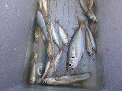 朝の北公園のタコ！