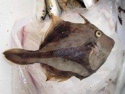 ◆ニガ潮で・・・◆泉大津　朝RT　２７日