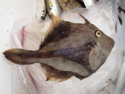 ◆ニガ潮で・・・◆泉大津　朝RT　２７日