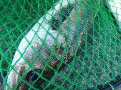 北公園も小野浜もハネが！