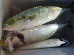 兵突の楽しいサビキ釣り！