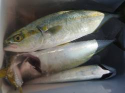 兵突の楽しいサビキ釣り！