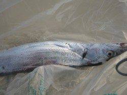 北公園、神戸空港　色々狙えます！！