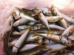 兵庫突堤　サバ２４ｃｍ回遊