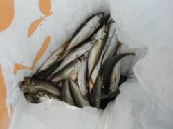 アジ好調♪鳴尾海つり広場ＲＴ