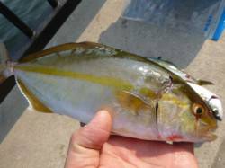 空港　潮が飛んでもシオが釣れる！