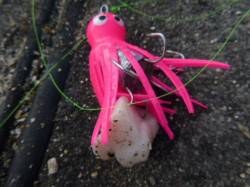 北公園　タコとブタ脂の関係