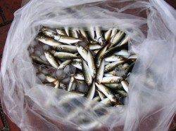 豆アジにチヌ！サヨリまで♪泉大津RT。夕方