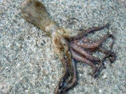 【イワシが増えてきた】南芦屋浜リアルタイム