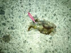 【今が旬のケンサキ!!】アジュール舞子