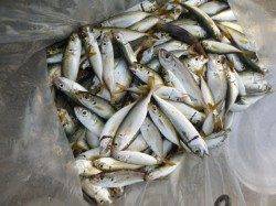 北公園　サビキとタコ