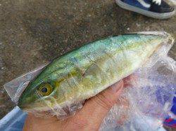 兵庫突堤　ツバスなど