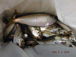 【サビキ釣り、豆アジ、ママカリ釣れてます！】