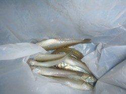 兵突名物サビチョイ釣り！