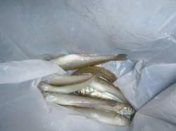 兵突名物サビチョイ釣り！