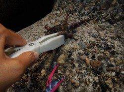 【泉大津オクトパッシング】お盆も釣れる