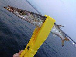 神戸空港ルアーで良型カマス!