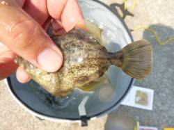 【カワハギにサンバソウ・】アジュール舞子