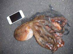 ムコイチのデカタコ！１．６ｋｇです♪