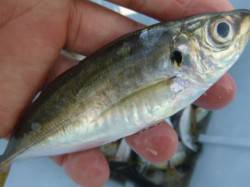 小野浜　１５ｃｍマアジが多いです。