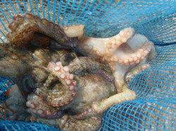 小野浜　１５ｃｍマアジが多いです。