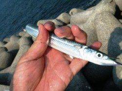 サヨリがダブルでヒット★貝塚りある