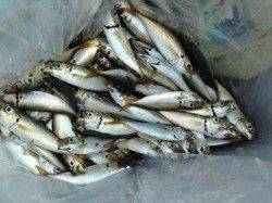 【サビキ釣りでアジにウルメイワシ】南芦屋浜