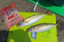 アジＭＡＸで中アジ！キスも♪１１日田ノ浦ＲＴ