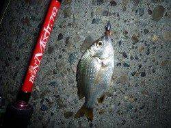 南芦屋浜周辺のボンボンゲーム 復活!