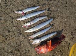 食べて美味しいカマスが回遊中でございます。…