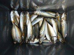 アジは早朝がおすすめ！鳴尾RT