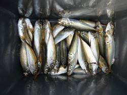 アジは早朝がおすすめ！鳴尾RT 