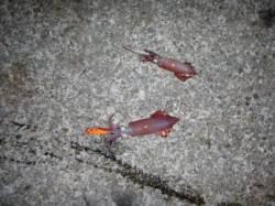 「神戸ハーバー店」今が熱い・ケンサキイカ釣…