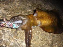 田ノ浦でイレギュラーな新子アオリ!!!？