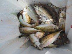 場所によっては釣れてます！１６日田ノ浦ＲＴ