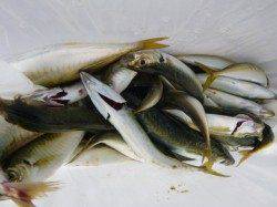 兵突はサビキ大会のオススメポイントです